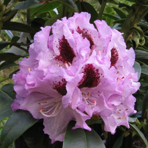 Rhododendron Elsie Straver - Hardy Hybrid | ScotPlants Direct
